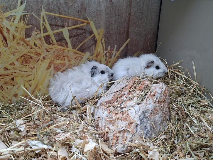 Hele leuke cavia beertjes, Dieren en Toebehoren, Knaagdieren, Mannelijk, Cavia, September