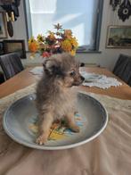 pomeriaan pupys 750 euro mooie en zijn kein, Meerdere, Meerdere dieren, Nederland, Particulier