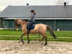 Bijrijder aangeboden! bijrijder paard gezocht, Ophalen of Verzenden, Nieuw