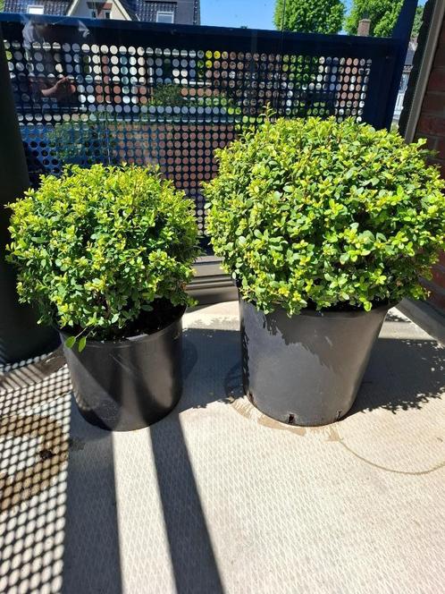 Japanse hulst bol in pot, Tuin en Terras, Planten | Tuinplanten, Vaste plant, Overige soorten, Halfschaduw, Bloeit niet, Ophalen of Verzenden