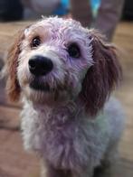 Hond, Dieren en Toebehoren, 15 weken tot 1 jaar, Reu, Eén hond, Klein
