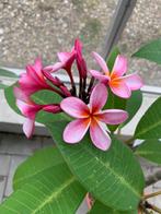 Plumeria Rubra (frangipane) 42€, Volle zon, Vaste plant, Zomer, Ophalen