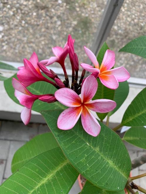 Plumeria Rubra (frangipane) 42€, Tuin en Terras, Planten | Tuinplanten, Vaste plant, Overige soorten, Volle zon, Zomer, Ophalen