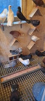 Oosterse Rollers, Meerdere dieren, Tuimelaar of Roller