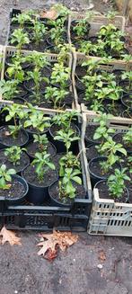 Pachysandra, Ophalen, Zomer, Volle zon