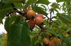 Degelijke Sierappel / Malus Transitoria, Volle zon, Vaste plant, Lente, Ophalen