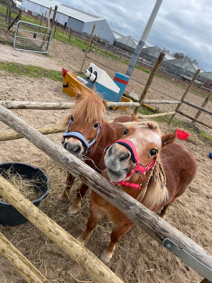 Voor dezs twee topper zoek ik een verzorgster, Dieren en Toebehoren, Paarden en Pony's | Overige Paardenspullen, Nieuw, Ophalen