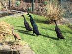 Mooie gitzwarte overjaarse loopeend woerd, Dieren en Toebehoren, Mannelijk, Eend