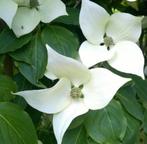 MEERSTAMMIGE KORNOELJE CORNUS KOUSA +/- 1,6M, Ophalen of Verzenden, Overige soorten, Volle zon