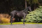 3 Jarige kwpn Ruin, Dieren en Toebehoren, Paarden, Ruin, 170 tot 175 cm, Dressuurpaard, 3 tot 6 jaar