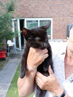 2 lieve katertjes, Kater