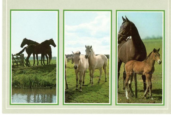 Ansichtkaart Paarden/ Veulens (Drieluikkaart), Verzamelen, Ansichtkaarten | Dieren, Ongelopen, Paard, Ophalen