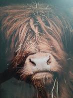 foto  (longhorn) op hardboard  in originele verpakking, Ophalen, Nieuw, Foto of Poster