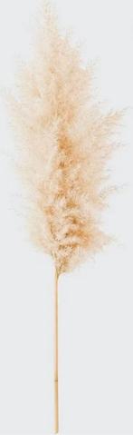 Gedroogde Pampasgras - Lange Lengte - 12 Stuks, Ophalen, Zo goed als nieuw