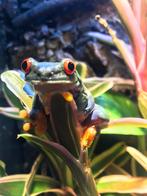 Roodoogmakikikker / Agalychnis callidryas koppel, Dieren en Toebehoren, Reptielen en Amfibieën, Amfibie, 0 tot 2 jaar