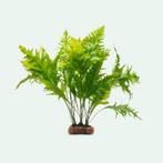 Javavaren zeer zeldzame variant sunrise, Ophalen, Nieuw, Plant(en), Steen of Hout
