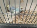 Jonge grasparkietjes, Dieren en Toebehoren, Vogels | Parkieten en Papegaaien, Meerdere dieren, Parkiet, Tam