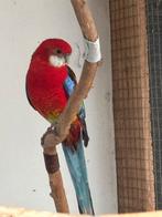 Prachtige 2-jarige Rosella Opaline Pop, Dieren en Toebehoren, Vrouwelijk