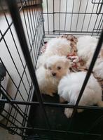 Maltezer pups nog twee reutjes rest is bezet, Overige rassen, Meerdere, Meerdere dieren, Nederland