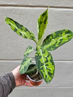 Aglaonema Pictum Tricolor, meerdere vergelijkbare exemplaren, Ophalen of Verzenden