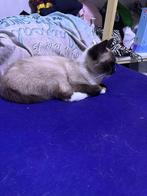 Lieve poes Snowy, Dieren en Toebehoren, Katten en Kittens | Overige Katten, Poes