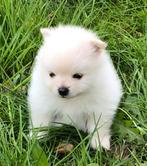 Prachtige crème kleurige Pomeriaan / Pomeranian pups, Dieren en Toebehoren, Honden | Poolhonden, Keeshonden en Oertypen, CDV (hondenziekte)