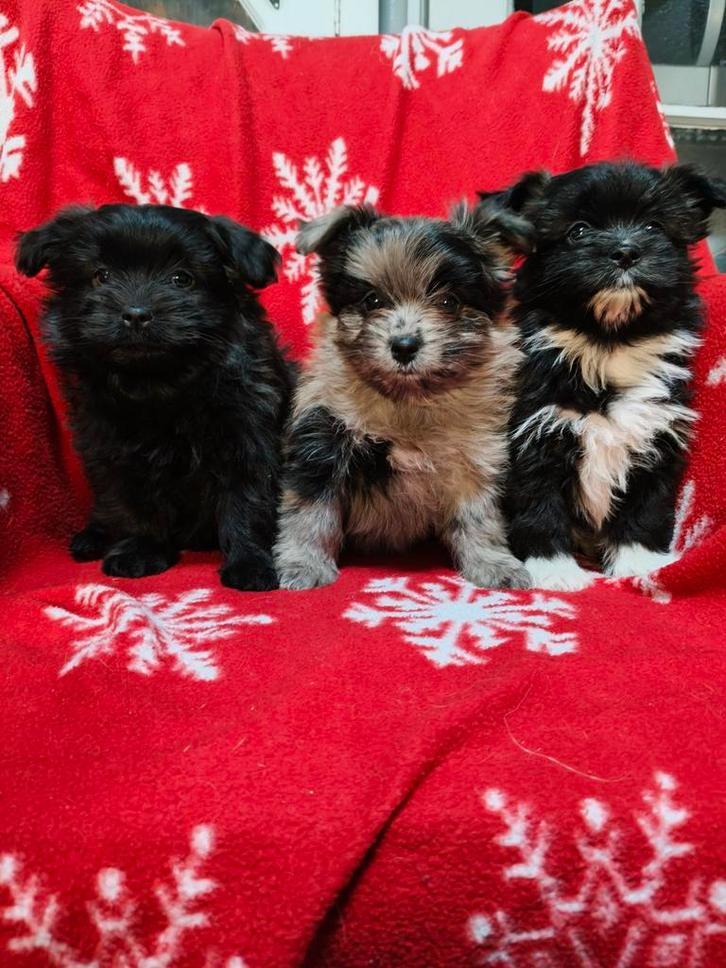 Boomer x Pomeriaan pups, Dieren en Toebehoren, Honden | Chihuahua's en Gezelschapshonden, Meerdere dieren, Overige rassen, Fokker | Hobbymatig