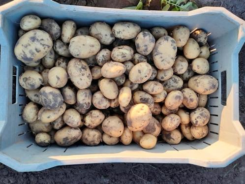 Nieuwe aardappelen, Diversen, Levensmiddelen, Ophalen