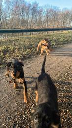 Shnauzer mix pups, Parvo, Overige rassen, 8 tot 15 weken, Meerdere