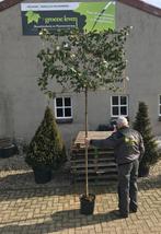 Leivorm olijfwilg eleagnus ebbingei mooi groenblijvende boom, Tuin en Terras, Planten | Bomen, Ophalen, Volle zon
