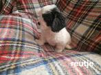 Boomerpups, Dieren en Toebehoren, Honden | Chihuahua's en Gezelschapshonden, 8 tot 15 weken, Meerdere, Nederland, Particulier