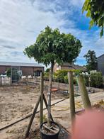 Amber boom, Ophalen, Zomer, Volle zon