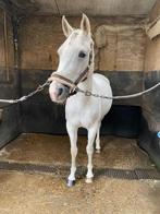 Full lease, Dieren en Toebehoren, Paarden, Merrie, Minder dan 160 cm, B, Gechipt