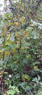 bomen vijgenboom gratis, Tuin en Terras, Planten | Bomen, Overige soorten, Lente, 250 tot 400 cm, Ophalen