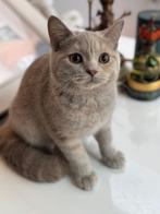Brits korthaar latent DBE, Dieren en Toebehoren, Katten en Kittens | Raskatten | Korthaar, Meerdere dieren, Gechipt, 0 tot 2 jaar