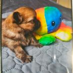 Pomchi, reutje, Dieren en Toebehoren, Parvo, 8 tot 15 weken, Eén hond, Nederland