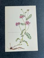 10 prenten kruiden/planten 16,4x24 cm samen 18 euro kamille, Ophalen of Verzenden, Natuur en Biologie