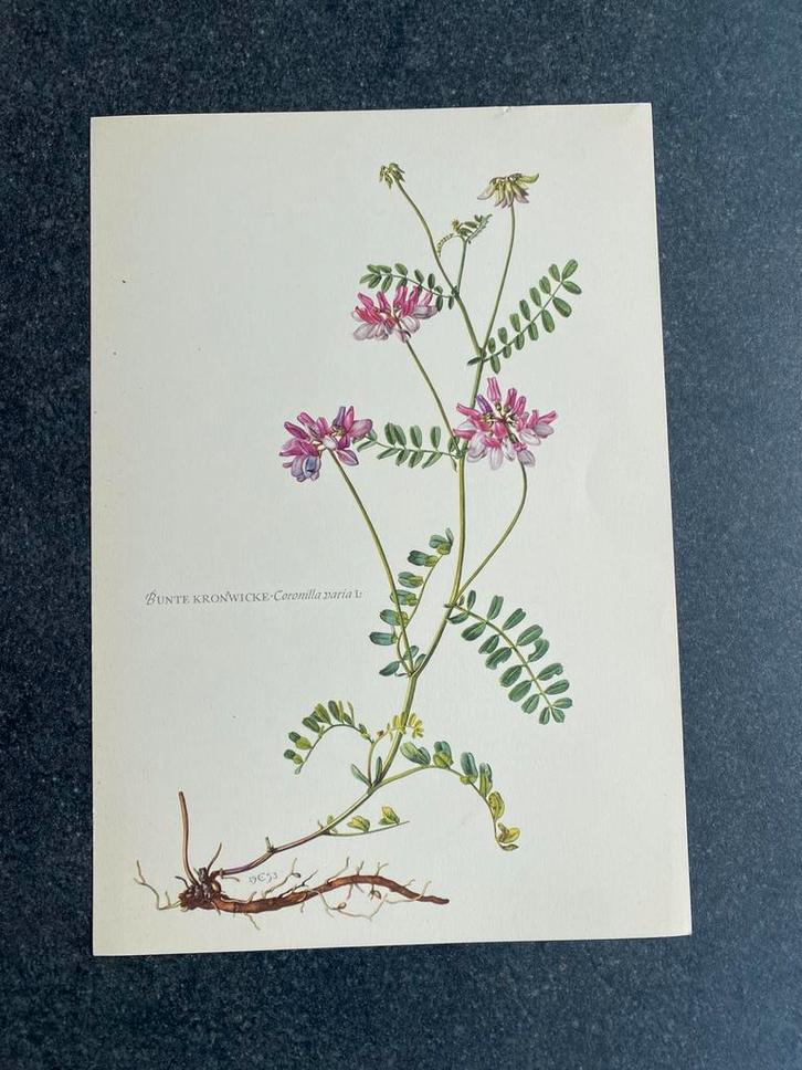 10 prenten kruiden/planten 16,4x24 cm samen 18 euro kamille, Antiek en Kunst, Antiek | Schoolplaten, Natuur en Biologie, Ophalen of Verzenden