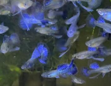 🐟🔵platinum blue dragon halfmoon tail raszuivere gup beschikbaar voor biedingen