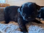 Shiranian pups (F1b)(shih tzu x shih tzu/pomeriaan), Overige rassen, 8 tot 15 weken, Meerdere, Meerdere dieren