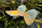 🟡Uniek in Nederland, Galaxy Blond Multicolor Tail Guppen🟡, Vis, Zoetwatervis, Schoolvis