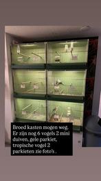 Vogels, Dieren en Toebehoren, Vogels | Hokken en Kooien, Ophalen of Verzenden, Zo goed als nieuw, Kunststof, Broedkooi of Kweekkooi