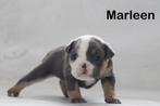 Zeer mooie old english bulldog pups, Dieren en Toebehoren, Rabiës (hondsdolheid), 8 tot 15 weken, Bulldog, Meerdere