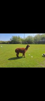 Te koop alpaca hengst, Dieren en Toebehoren, Overige Dieren, Mannelijk, Voor 1 juli 2024