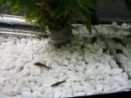 Ancistrus algeneters, Dieren en Toebehoren, Vissen | Aquariumvissen, Vis, Zoetwatervis