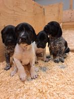 Duitse staande korthaar pups, zwartschimmel!, Dieren en Toebehoren, Honden | Setters en Staande honden, Particulier, Meerdere