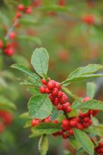 Ilex verticilata, Tuin en Terras, Ophalen, Hulst, Struik, Minder dan 100 cm