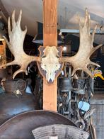 Uniek Eland Gewei op Schild, Ophalen