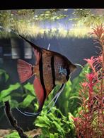 2X Maanvis Pterophyllum Scalare Rio Nanay, Vis