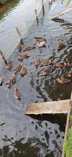 Oud Hollandse kwakertjes, Dieren en Toebehoren, Pluimvee, Meerdere dieren, Eend